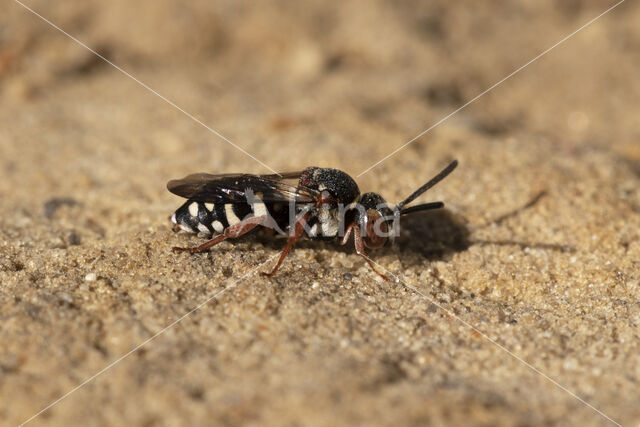 Heideviltbij (Epeolus cruciger)