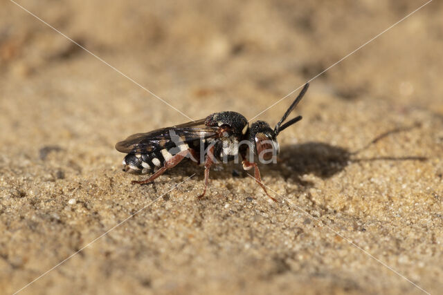 Heideviltbij (Epeolus cruciger)