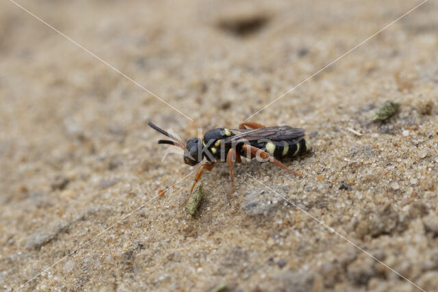 Wasp-bee (Nomada rufipes)