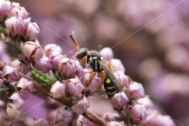 Wasp-bee (Nomada rufipes)