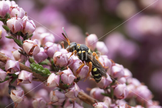 Wasp-bee (Nomada rufipes)