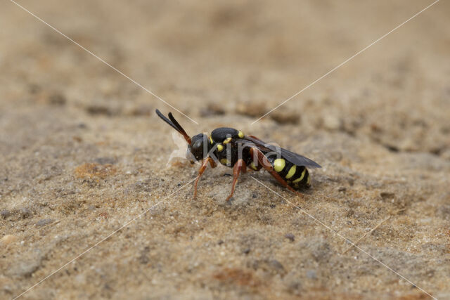 Heidewespbij (Nomada rufipes)