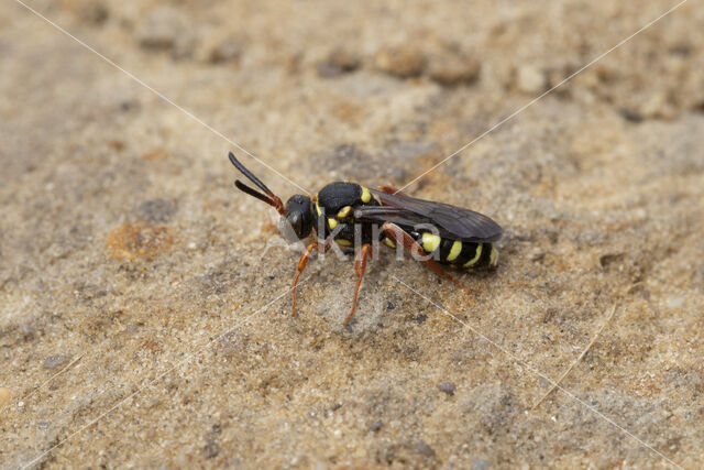 Heidewespbij (Nomada rufipes)