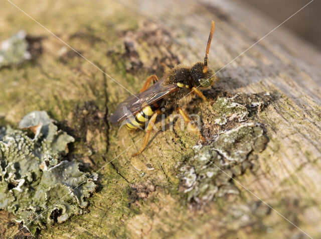 Kortsprietwespbij (Nomada fucata)