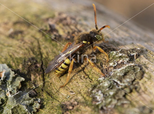 Kortsprietwespbij (Nomada fucata)