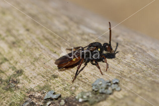 Wasp-bee (Nomada ferruginata)