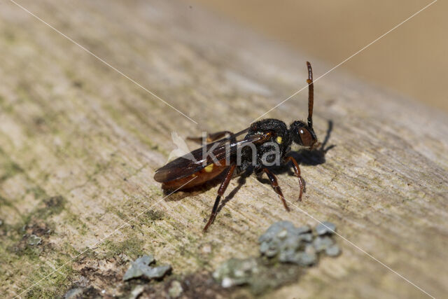 Geelschouderwespbij (Nomada ferruginata)