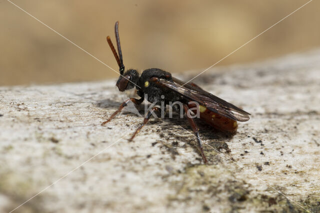 Wasp-bee (Nomada ferruginata)