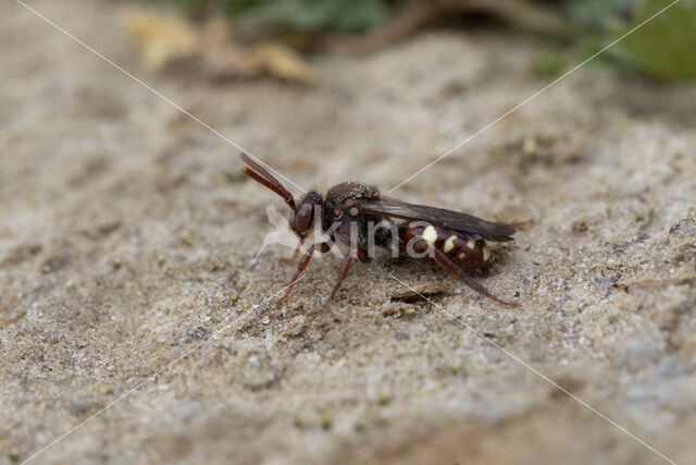Wasp-bee (Nomada alboguttata)