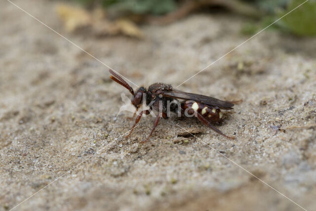 Bleekvlekwespbij (Nomada alboguttata)