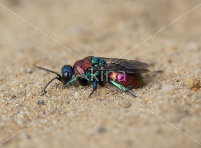 goudwesp (hedychrum niemelai nobile)