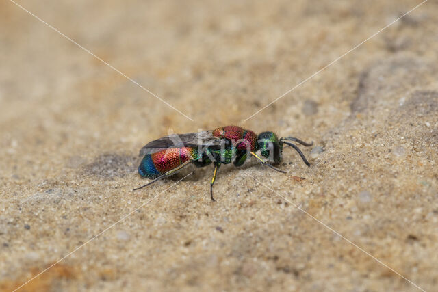 goudwesp (chrysis viridula)