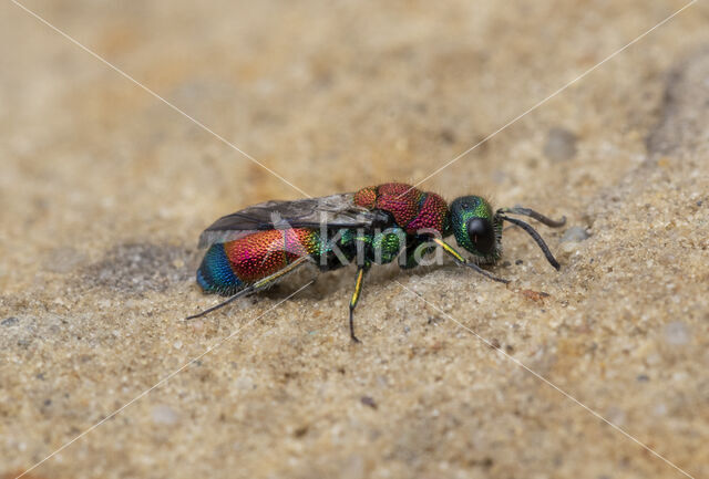 goudwesp (chrysis viridula)