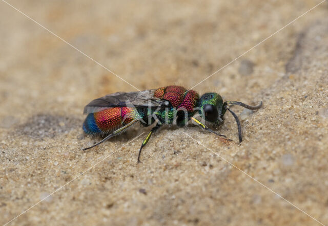 chrysis viridula