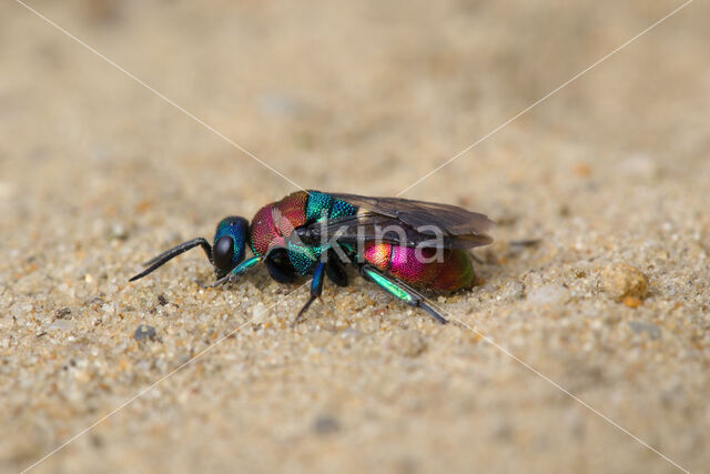 goudwesp (hedychrum niemelai nobile)