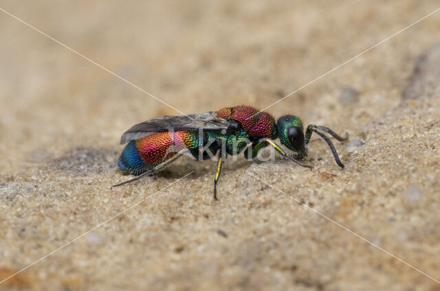 goudwesp (chrysis viridula)