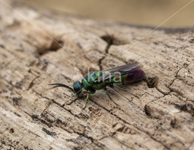 goudwesp (chrysis immaculata)