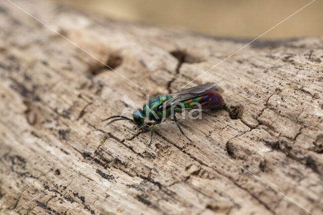 chrysis immaculata