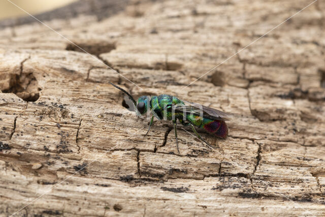 goudwesp (chrysis immaculata)