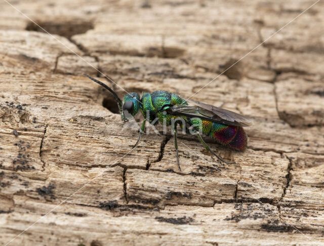 goudwesp (chrysis immaculata)