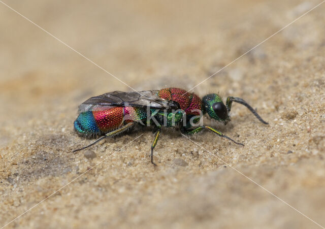 chrysis viridula