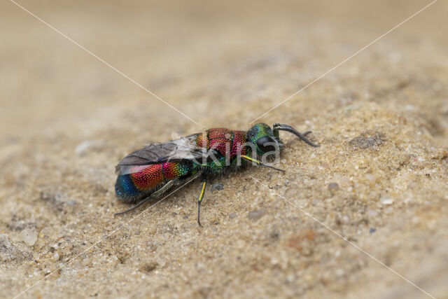 chrysis viridula