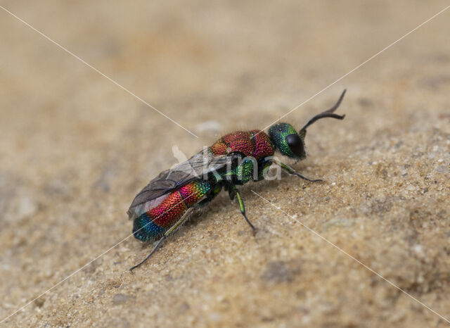 chrysis viridula