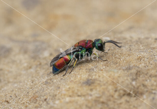 chrysis viridula