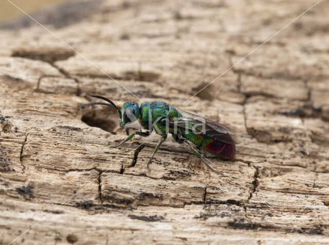 goudwesp (chrysis immaculata)