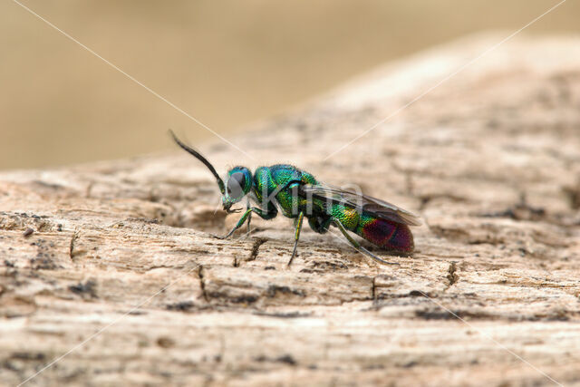 goudwesp (chrysis immaculata)