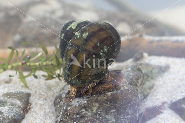 Lister\'s River Snail (Viviparus contectus)