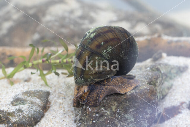 Lister\'s River Snail (Viviparus contectus)