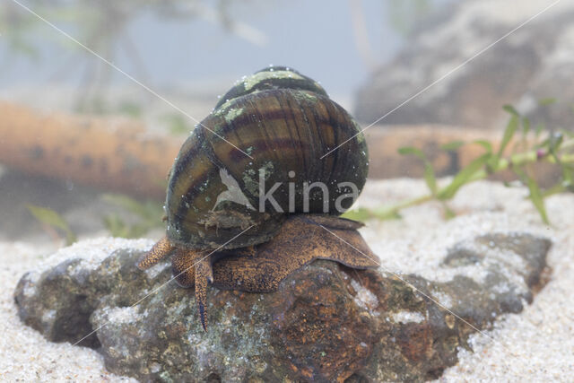 Lister\'s River Snail (Viviparus contectus)