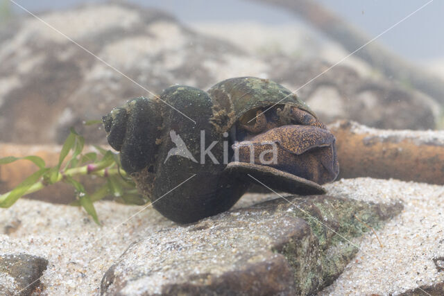 Lister\'s River Snail (Viviparus contectus)