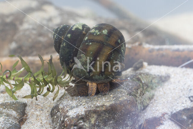 Lister\'s River Snail (Viviparus contectus)