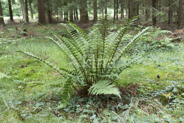 Scaly Male-fern (Dryopteris affinis)