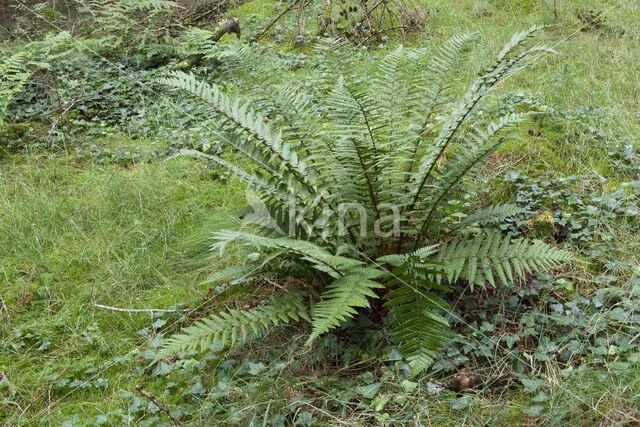 Geschubde mannetjesvaren (Dryopteris affinis)