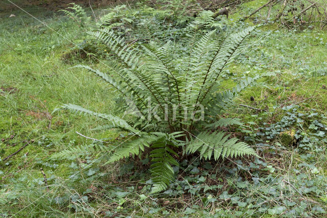 Geschubde mannetjesvaren (Dryopteris affinis)