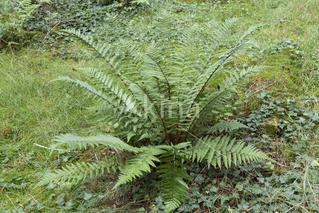 Scaly Male-fern (Dryopteris affinis)