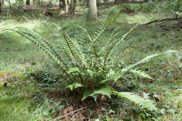 Scaly Male-fern (Dryopteris affinis)