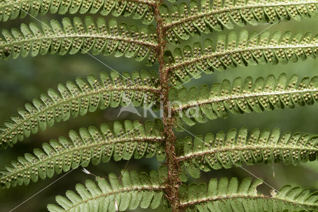 Geschubde mannetjesvaren (Dryopteris affinis)