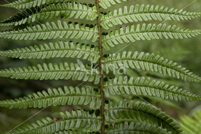 Scaly Male-fern (Dryopteris affinis)