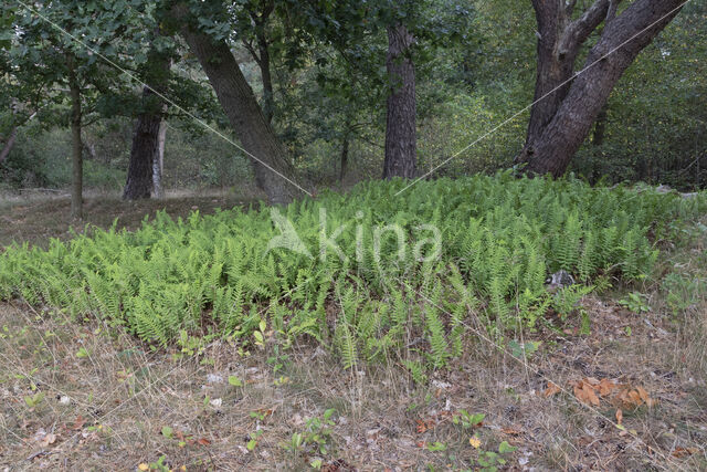 Gewone eikvaren (Polypodium vulgare)