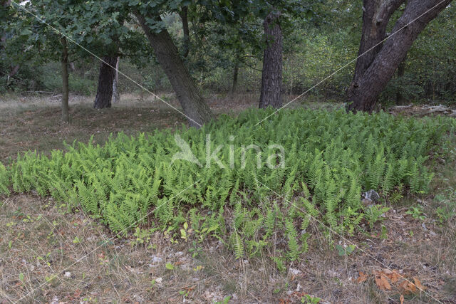 Gewone eikvaren (Polypodium vulgare)