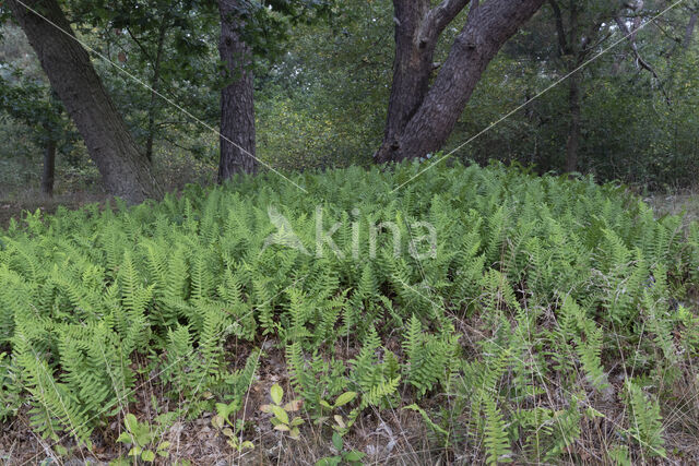 Common Polypody (Polypodium vulgare)