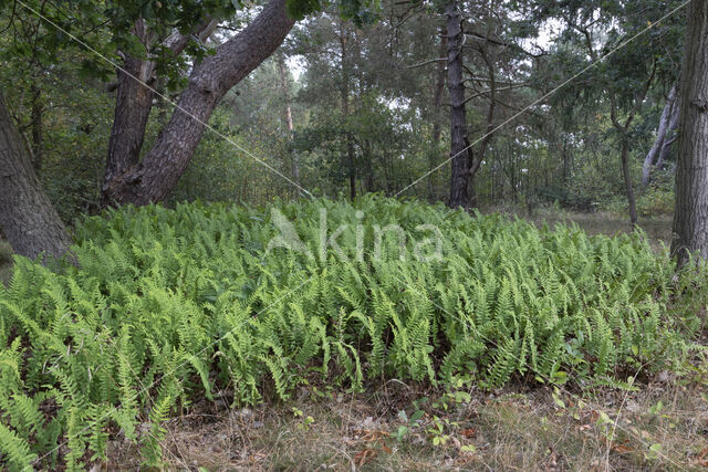 Common Polypody (Polypodium vulgare)