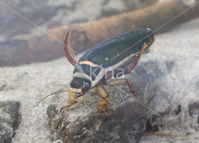 Great Diving Beetle (Dytiscus marginalis)