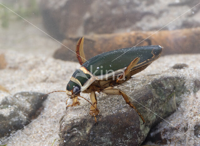 Great Diving Beetle (Dytiscus marginalis)