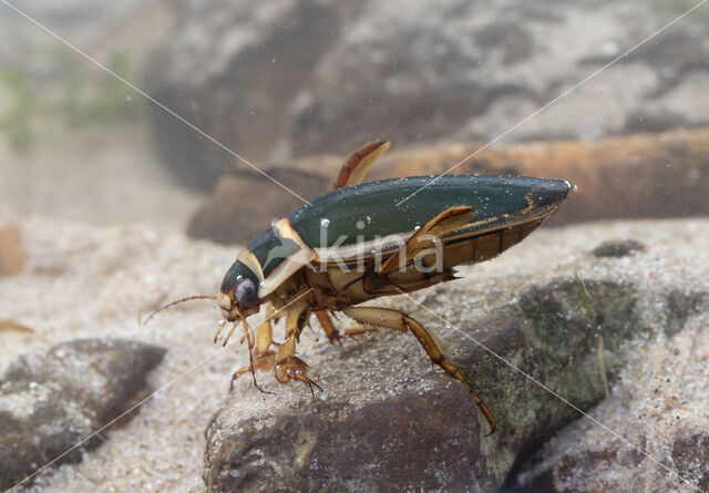 Great Diving Beetle (Dytiscus marginalis)