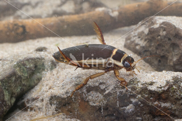 Great Diving Beetle (Dytiscus marginalis)